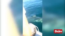 Terrifying moment Great White SHARK attacks fishing boat in the middle of the ocean