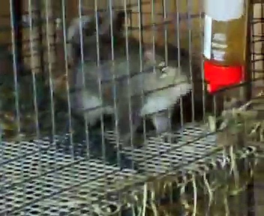 Squirrels at Animals In Distress