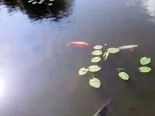 Taka ryba - Ogrod Japonski Wroclaw