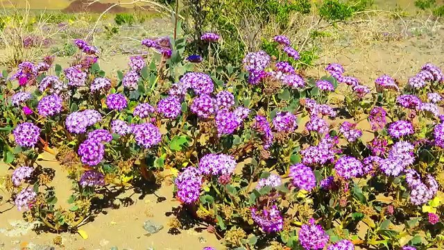 Un champ de fleurs dans la Vallée de la Mort (Californie)