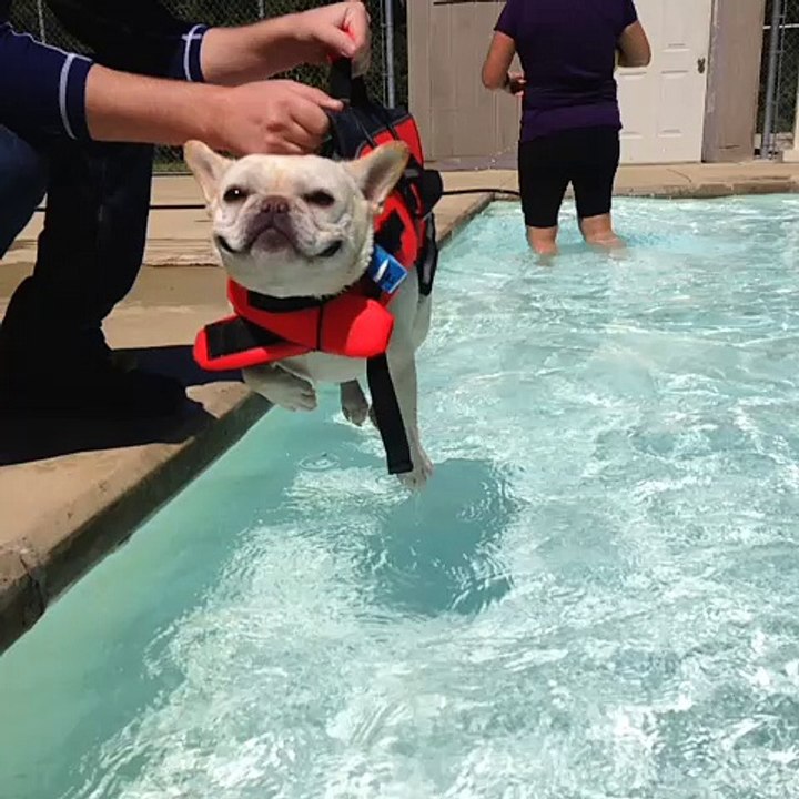 Cute Doggie