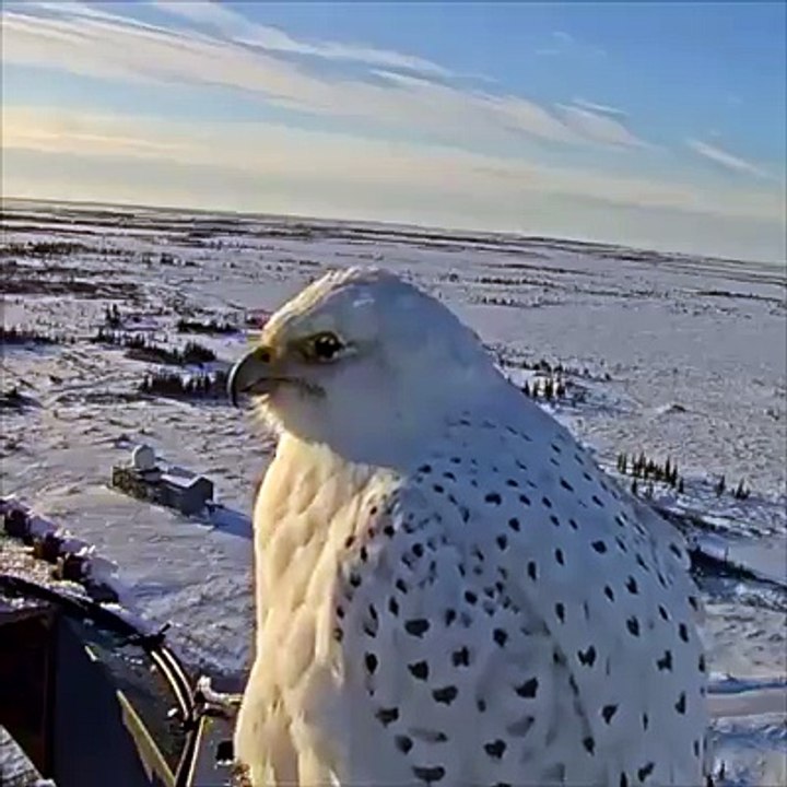Gyrfalcon - a beautiful bird