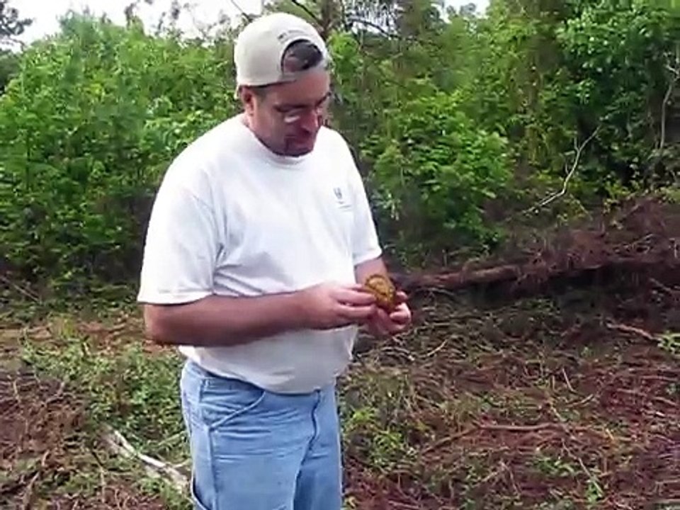 JB's Rattles Releasing Box Turtle.AVI