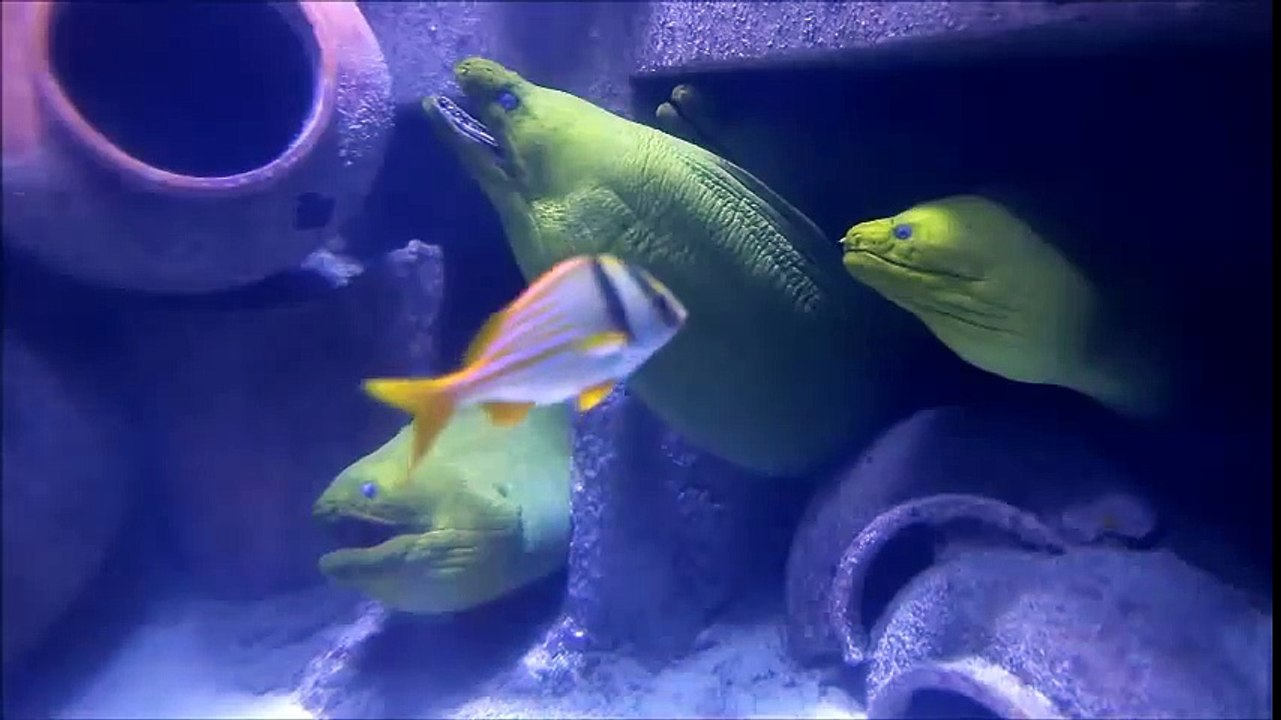 Singing Eels