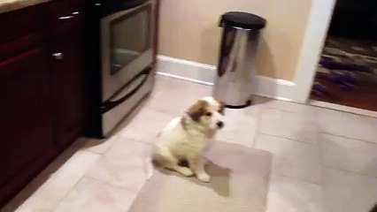 Teaching our puppy Pacino how to catch