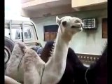 Ticklish Camel