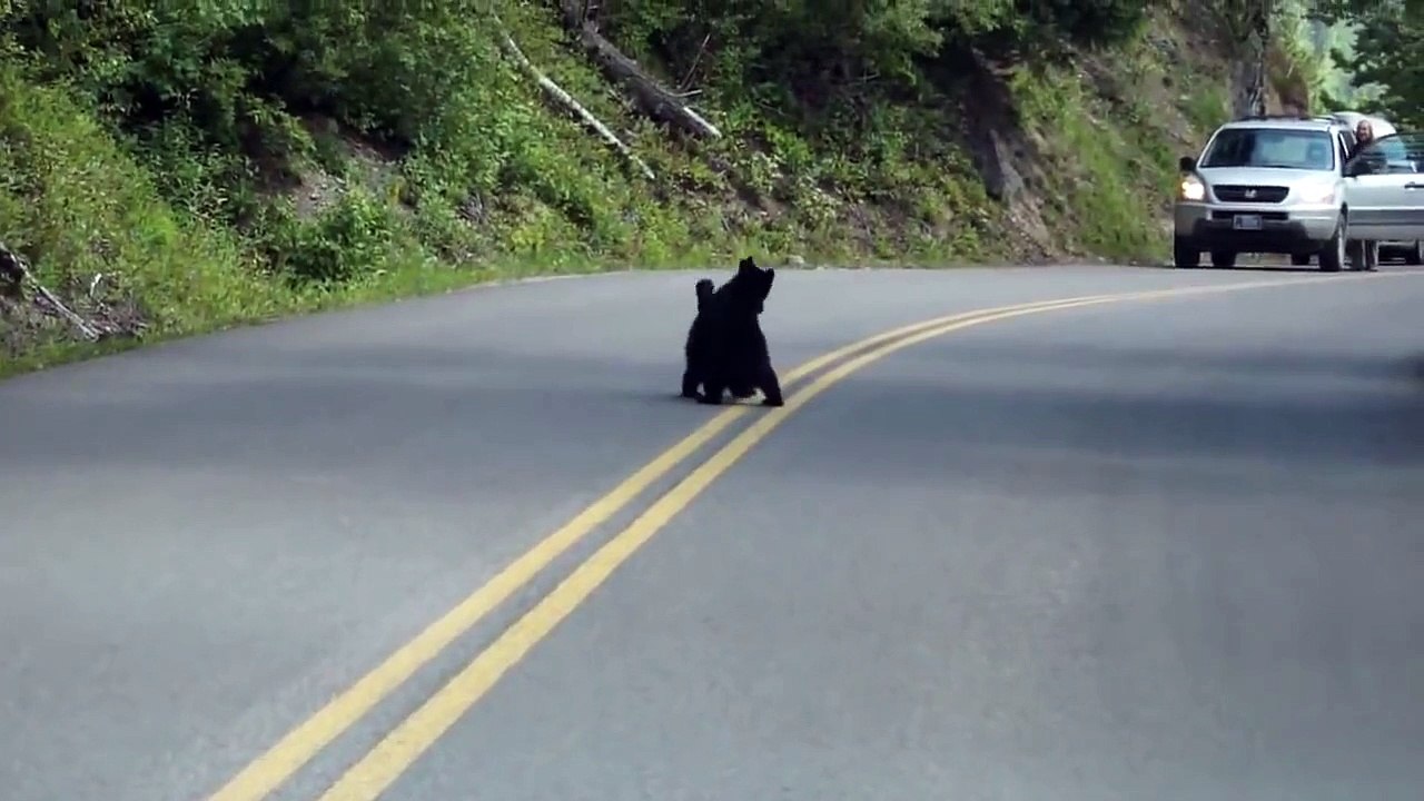 bear fight