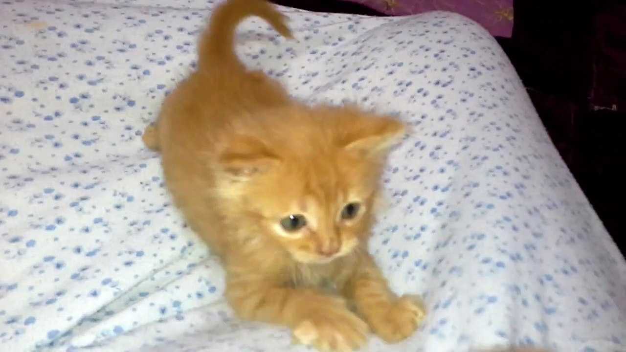 Cute Funny cat complication Part 02