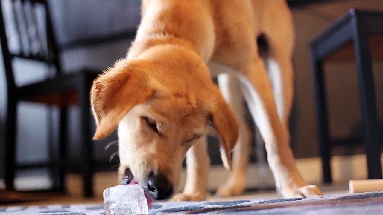 Bronco and the Big Ice Cube