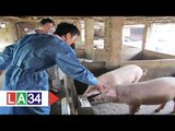 Tăng cường phòng chống bệnh dịch cho vật nuôi | LATV