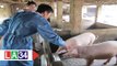 Tăng cường phòng chống bệnh dịch cho vật nuôi | LATV