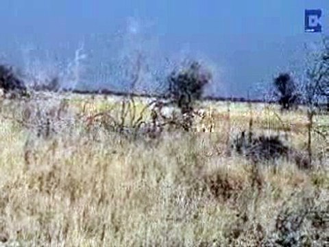 Ne jamais déranger un rhinocéros