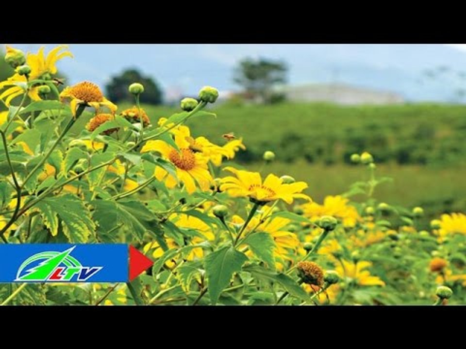 "E ấp" Đà Lạt đầu đông | LTV