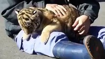 Il joue avec un bébé tigre - Tellement mignon