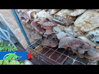 Về Đam Rông thăm mô hình nấm mèo | LTV