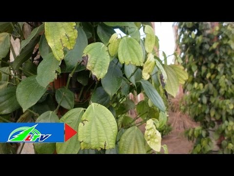 Điêu đứng vì rệp vảy ốc giết hồ tiêu | LTV