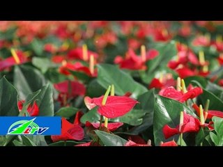 Khá nhờ rau, giàu nhờ hoa | LTV