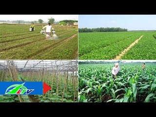 Hiệu quả từ chuyển đổi sản xuất nông nghiệp | LTV