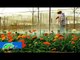 Làng hoa Vạn Thành "khoe sắc" cùng Festival hoa | LTV
