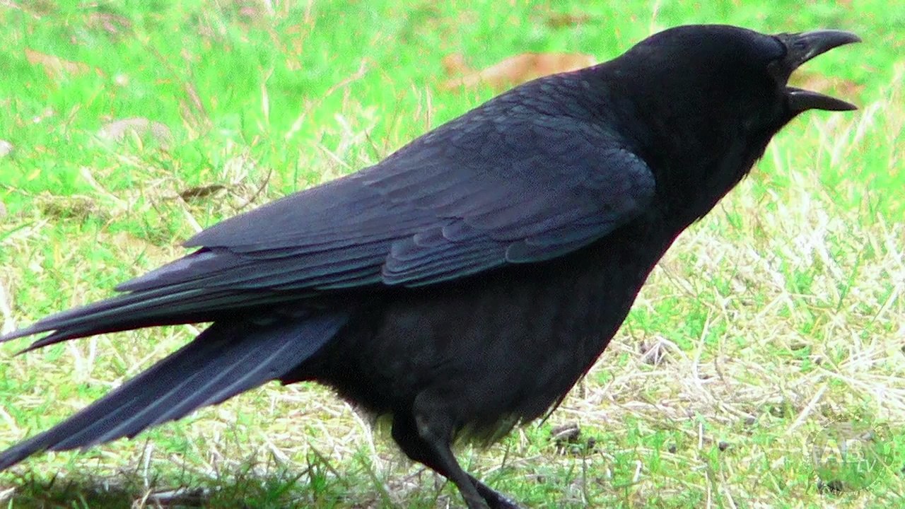 5 Animals That Are Secretly Geniuses! 5 Weird Animal Facts - Ep. 36  AnimalBytesTV