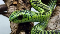 5 Deadliest Snakes in the World! 5 Weird Animal facts - Ep. 15  AnimalBytesTV