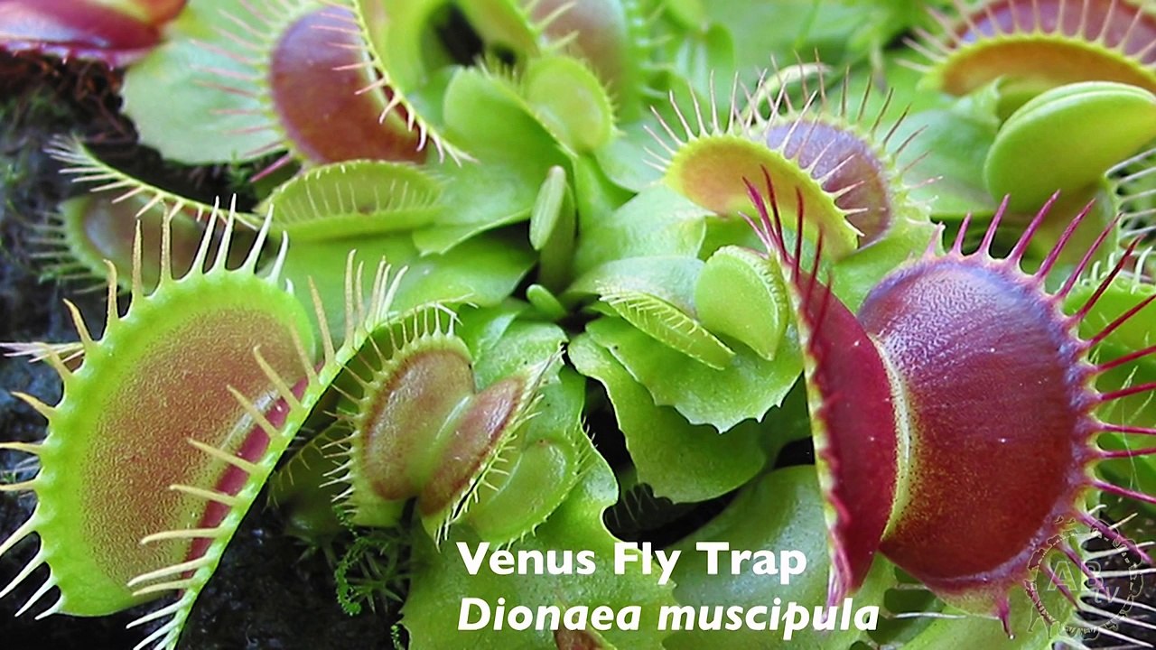 5 KILLER Plants! 5 Weird Animal Facts  Ep. 52  AnimalBytesTV