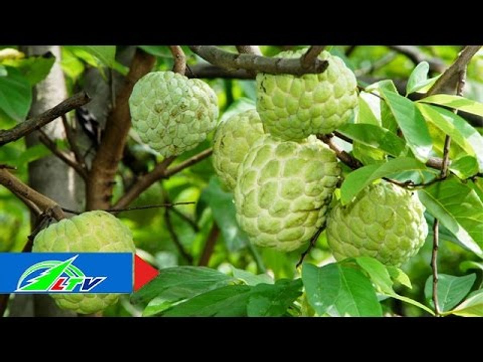 Mãng cầu Tây Ninh: Giá cả thất thường | LTV