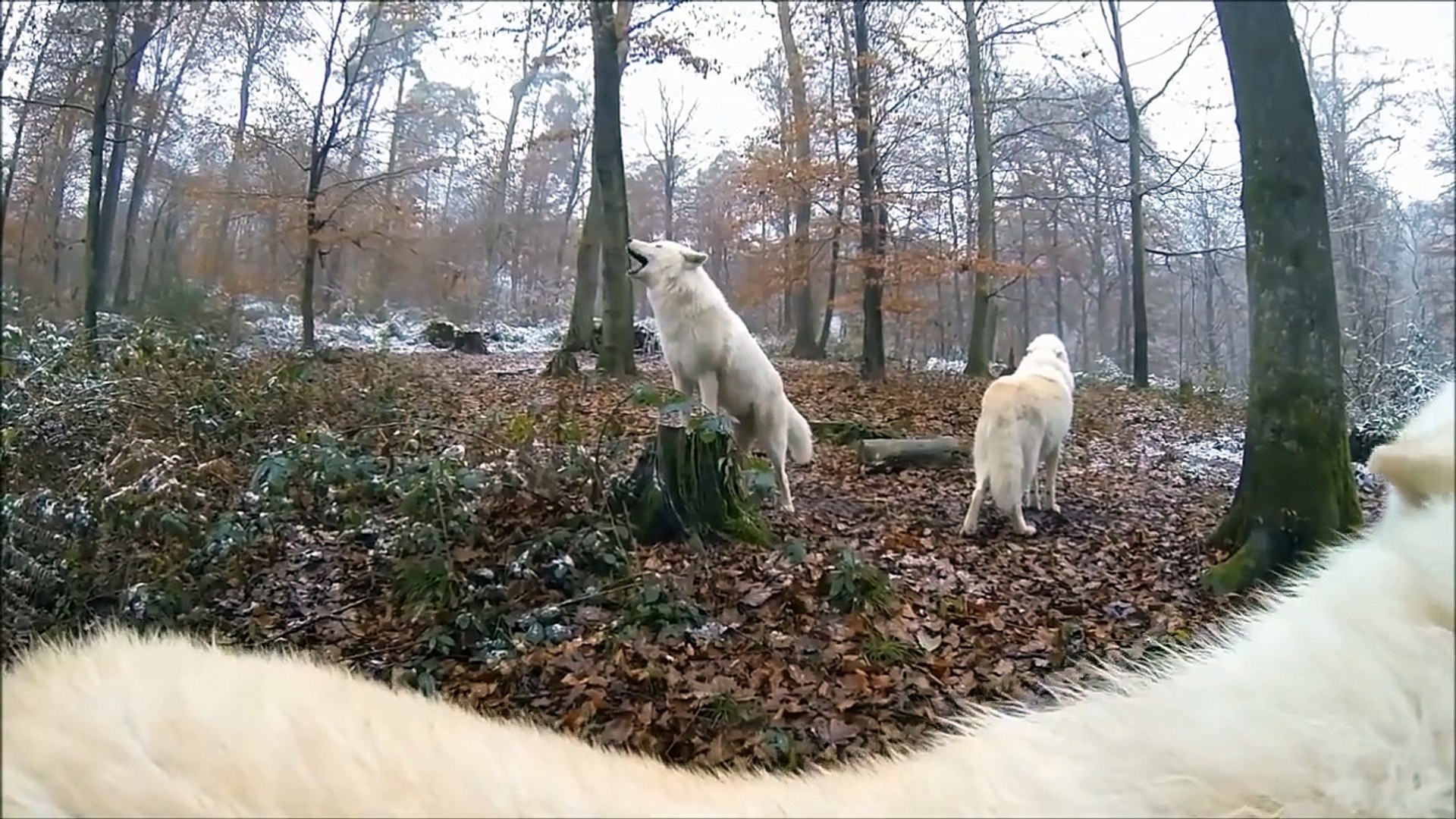 Une Meute De Loups Blancs Hurlent A La Mort Beau Video Dailymotion