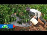 Bí quyết chăm sóc vườn cà phê sau thu hoạch | LTV
