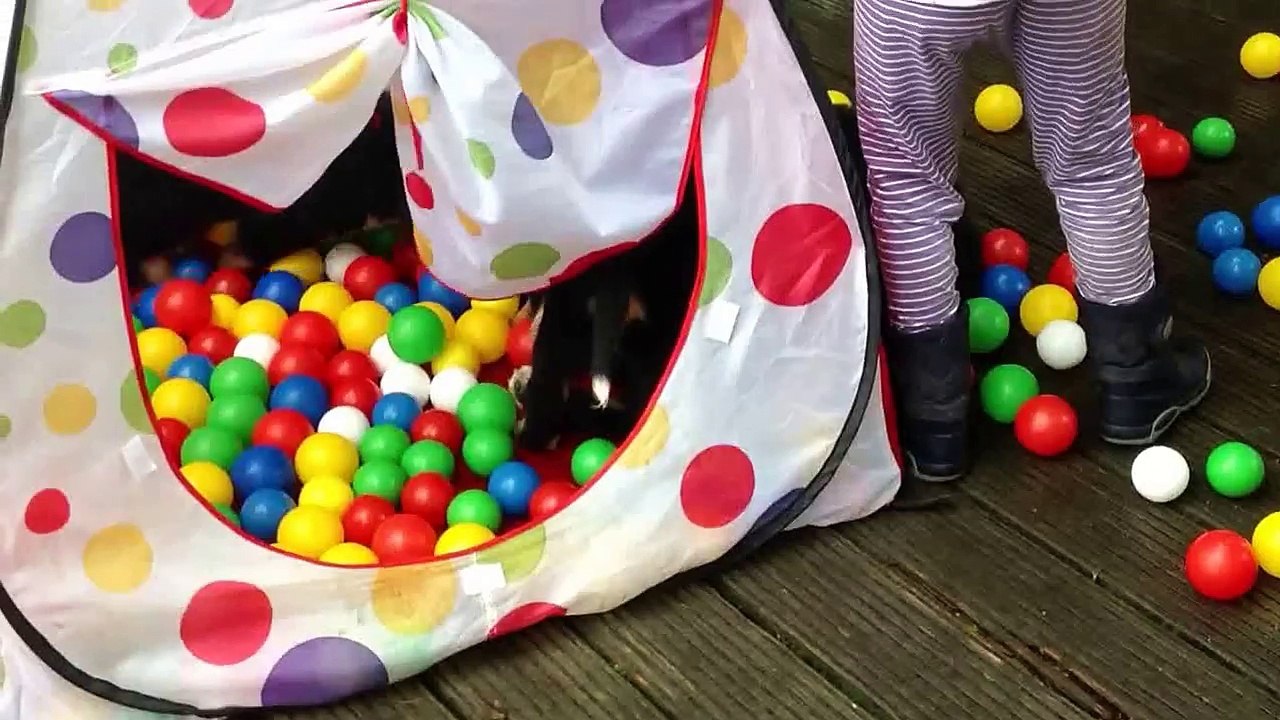 Berner von Hansell, Bernerwelpen im Bällchenbad -Teil 1- (07.09.2013)