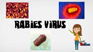 Rabies Virus