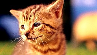 13 min kitty hypnotize ~_~ (part 1265)