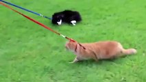 Cat Does Not Like To Walk