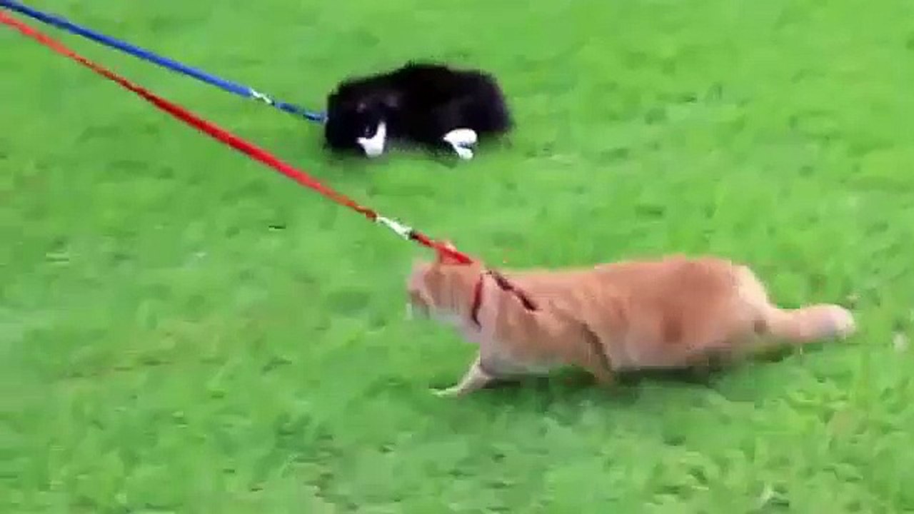 Cat Does Not Like To Walk