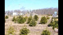 Buying Trees... We grow Norway Spruces and River Birch Trees