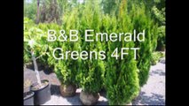 Emerald Green Arbs.....   We Have For Urban Properties