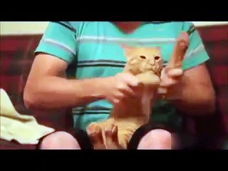 Funny Cat and Dog Dancing and Singing in the World - 7