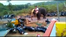 Inde : un éléphant en colère détruit un tuk-tuk avec ses défenses