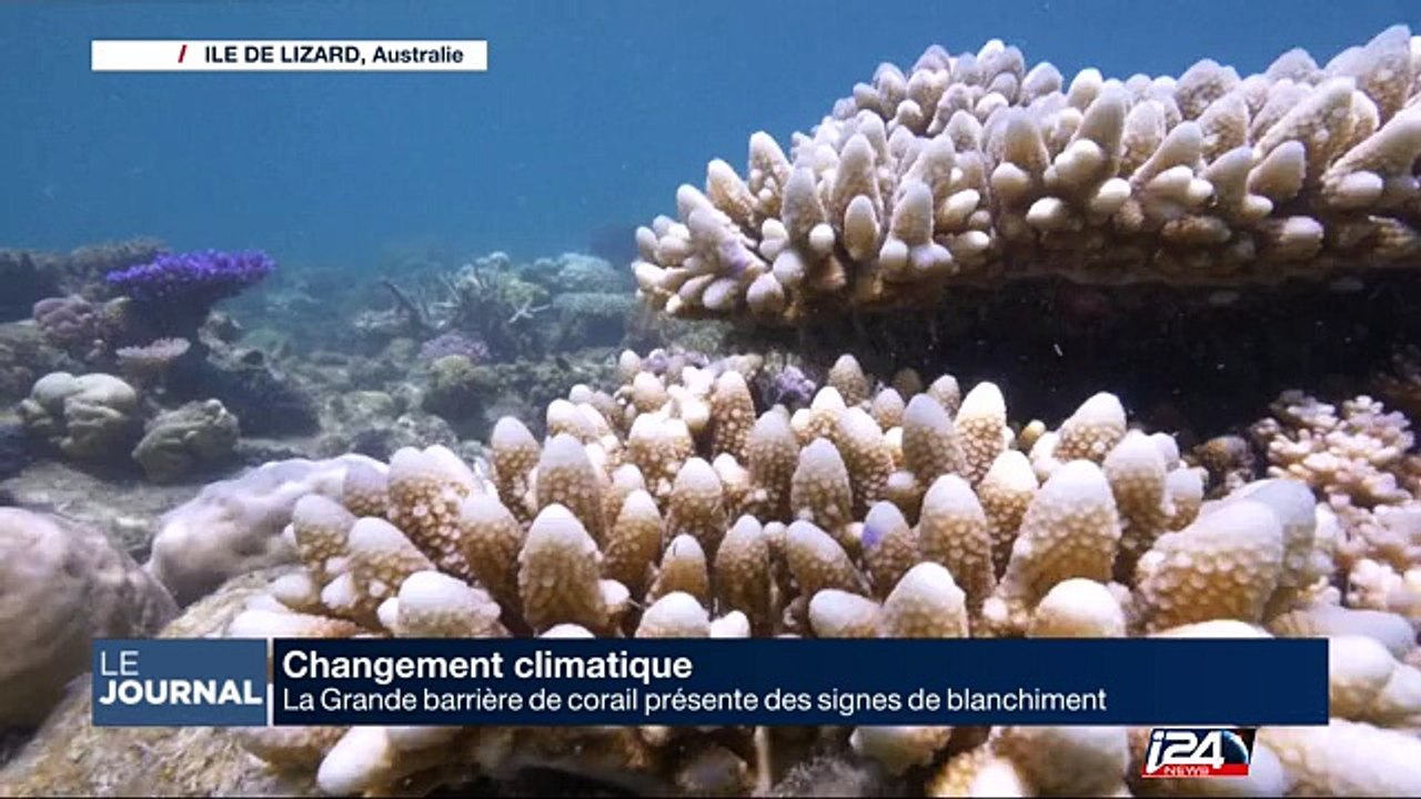 La Grande barrière de corail subit le réchauffement climatique