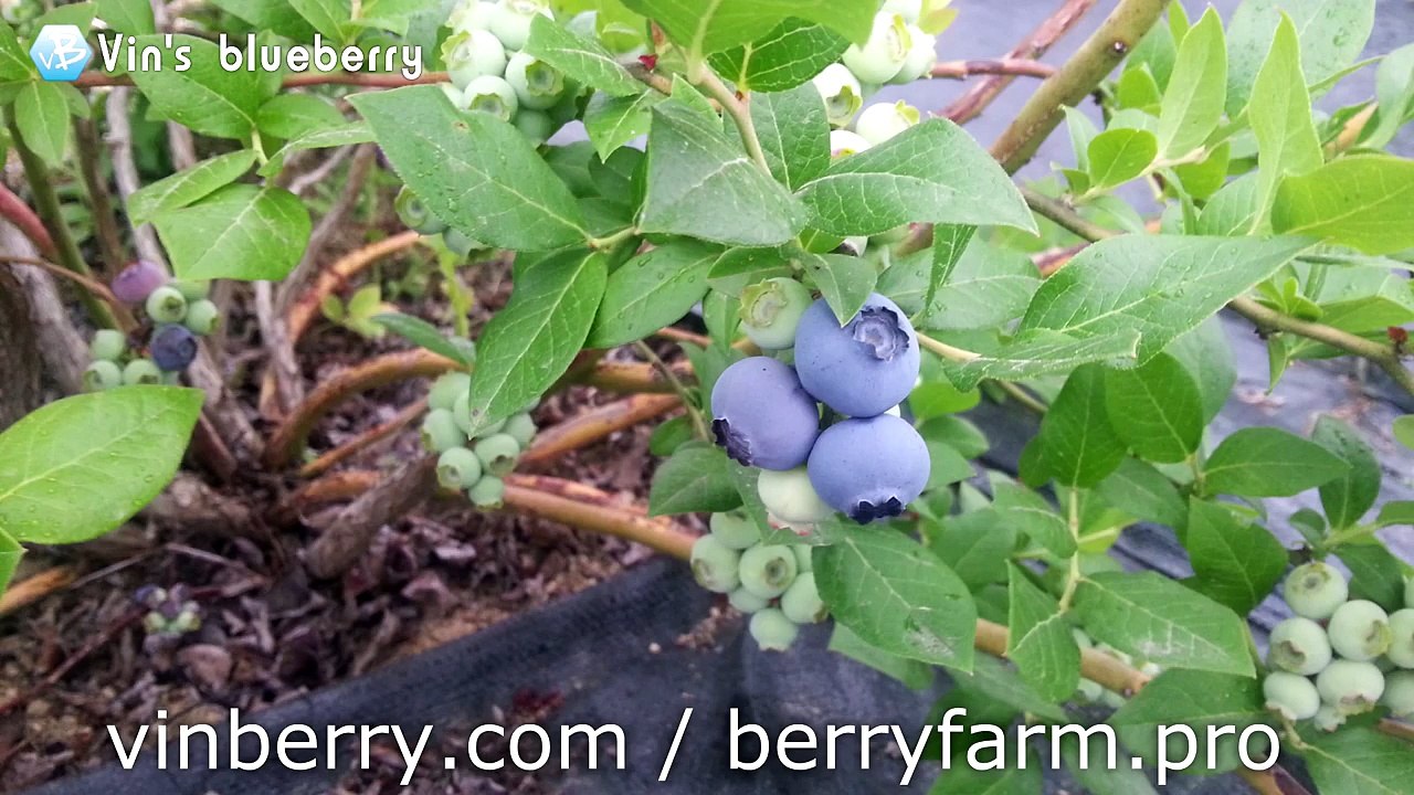 20150605 수확이 가까이 다가왔습니다. "자연재배"