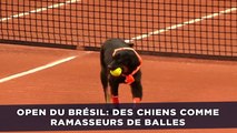 Open de tennis du Brésil: Des chiens remplacent les ramasseurs de balles