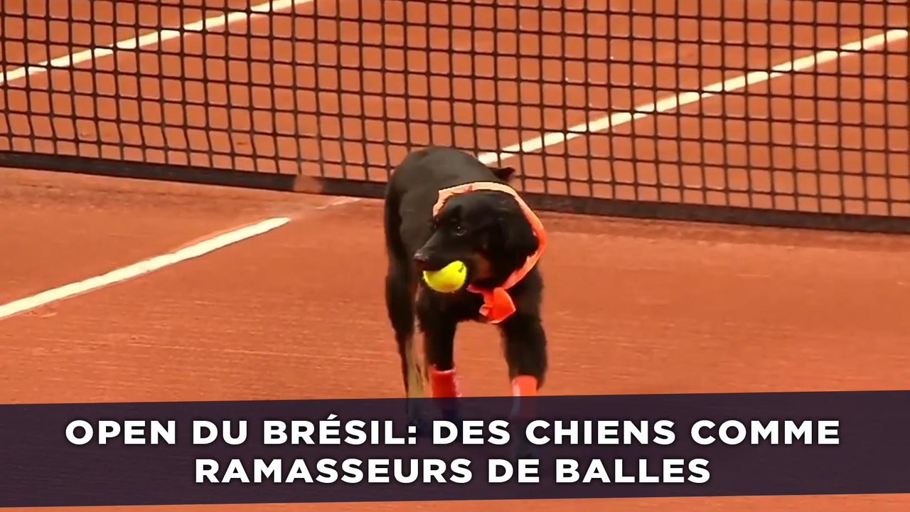 Open de tennis du Brésil: Des chiens remplacent les ramasseurs de balles