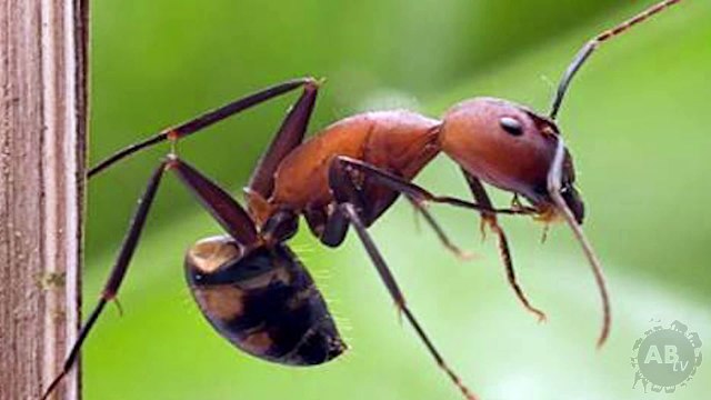 Exploding & Blood Sucking Ants! 5 Weird Animal Facts! Ep. 46 AnimalBytesTV