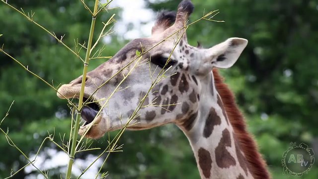 Freakishly GIANT Animals That Actually Exist! 5 Weird Animal Facts!