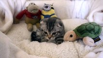 Super cute scottish fold kitten loves his new bed mignon minou