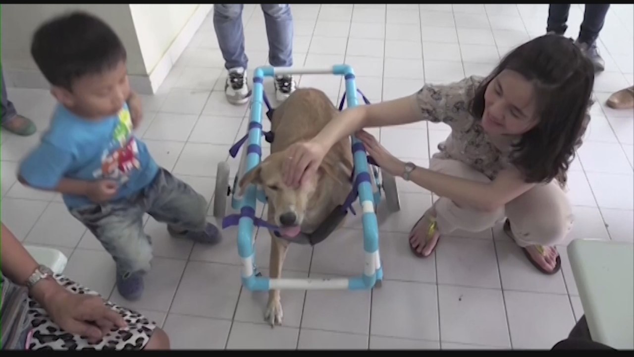 Sillas de ruedas, una solución para perros discapacitados de Bangkok