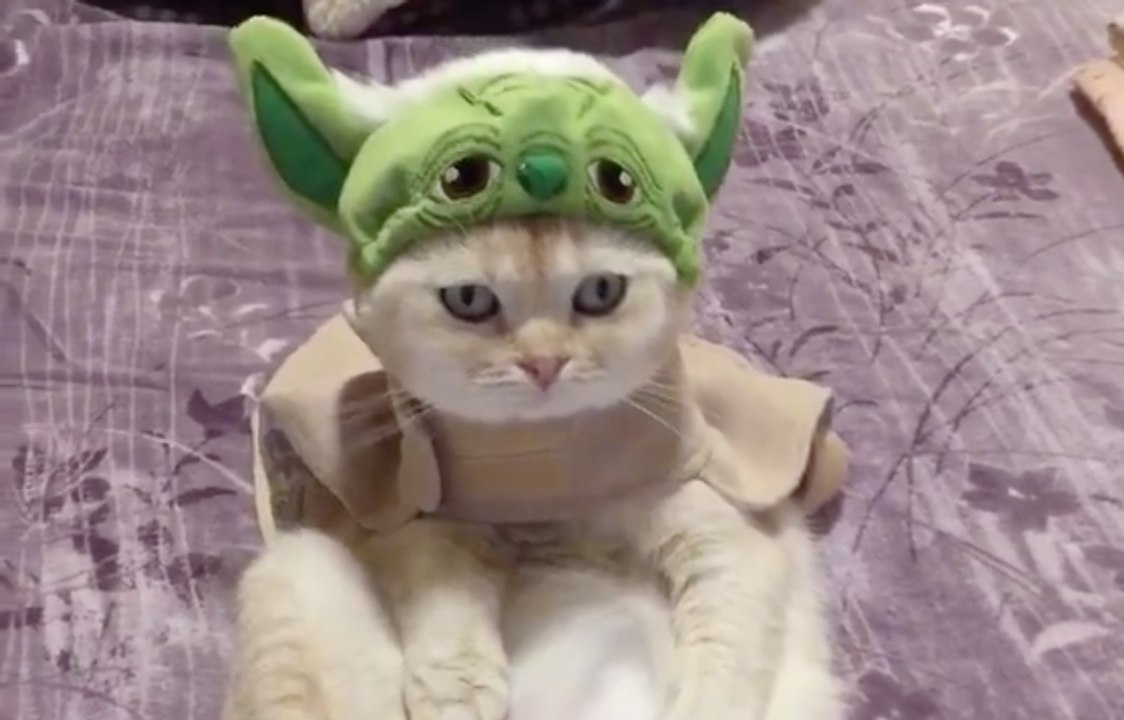 Un chat très fan de Star Wars et de maitre Yoda ! - Vidéo Dailymotion
