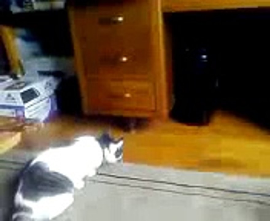 Cat vs. Shredder