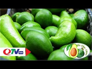 Tháng 7 lên Mộc Châu hái bơ | QTV