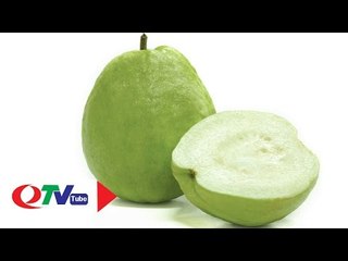 Ông Đới và chặng đường gắn bó với cây ổi | QTV